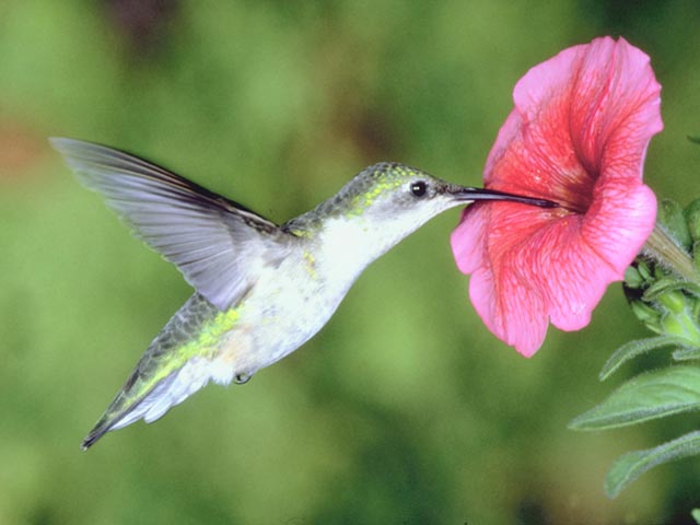 Colibrì - hummingbird