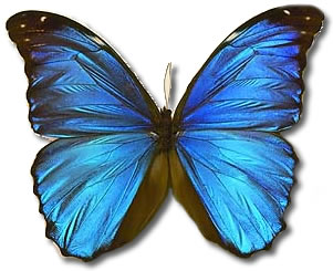 Farfalla - Donna - Butterly 